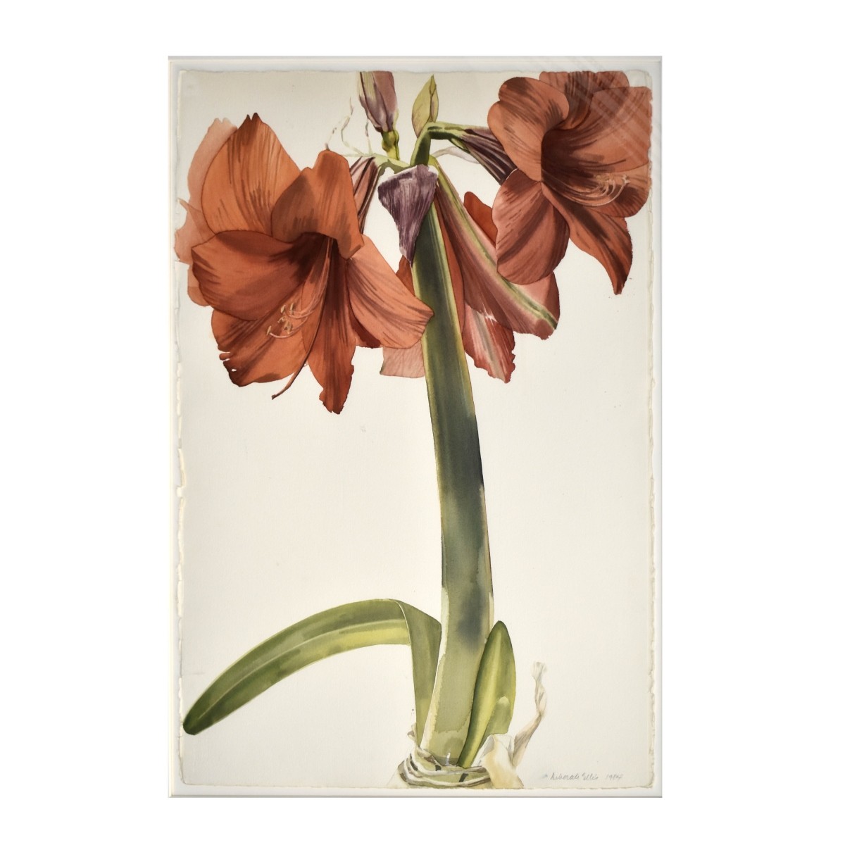 Debbie Ellis "Amaryllis" Flowers