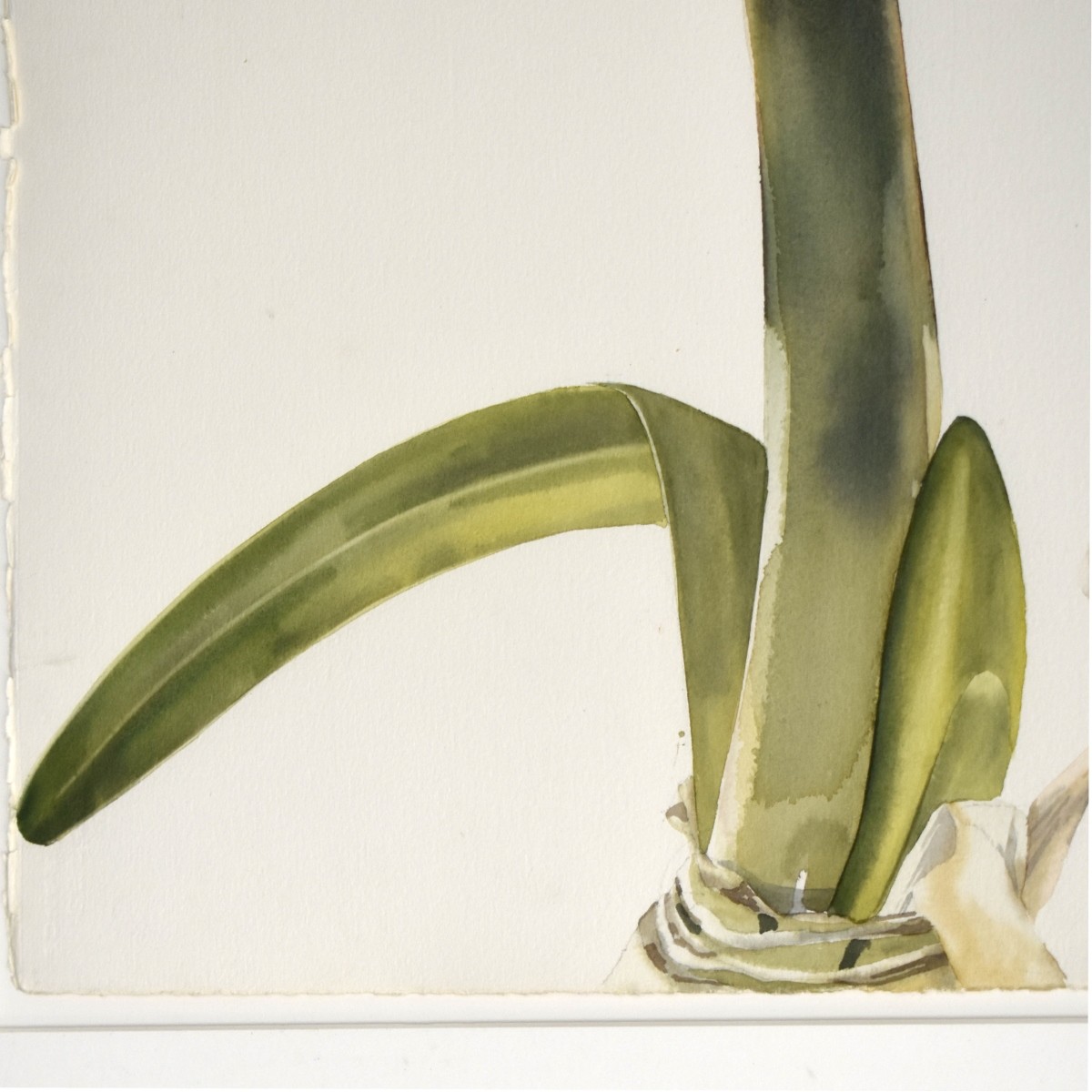 Debbie Ellis "Amaryllis" Flowers