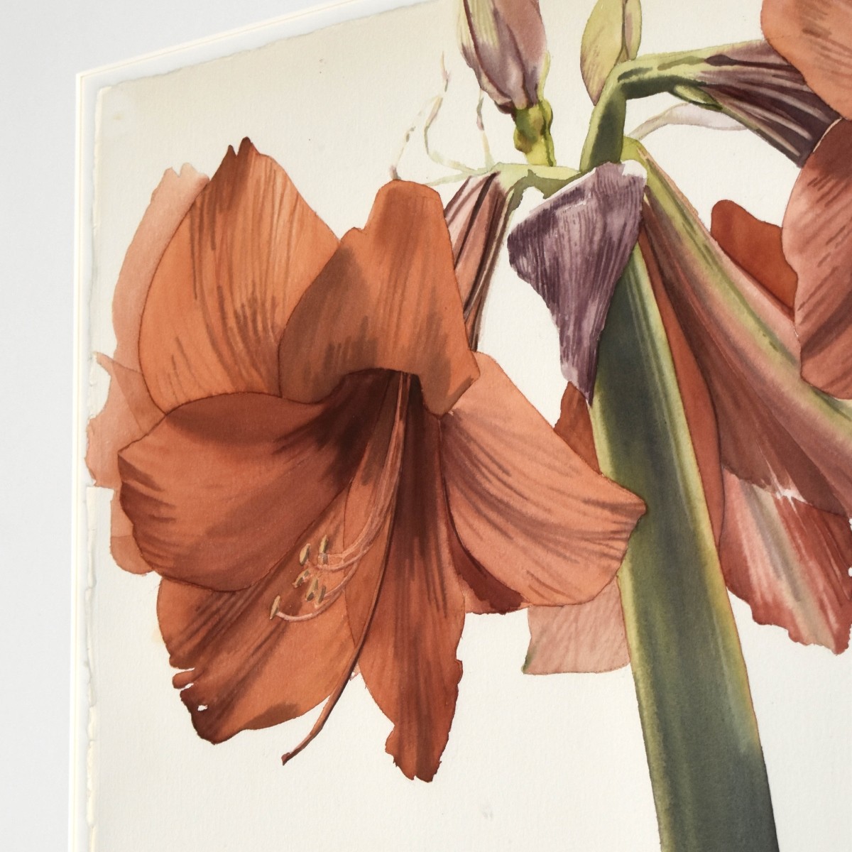 Debbie Ellis "Amaryllis" Flowers