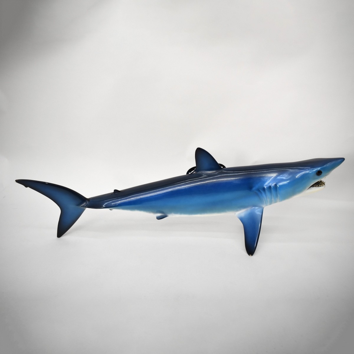 Mako Shark Taxidermy Mount