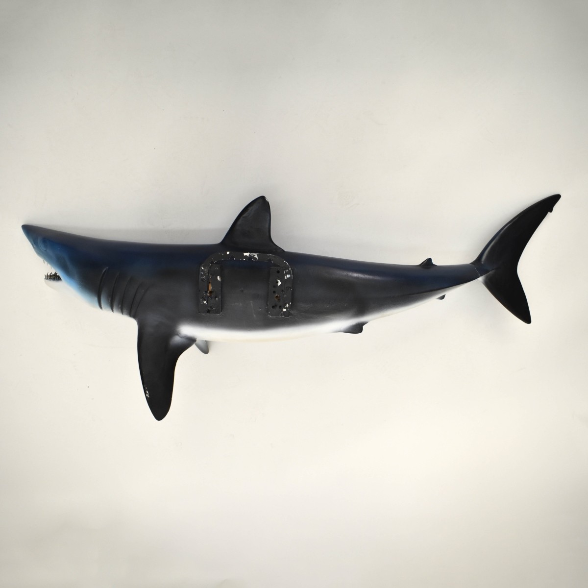 Mako Shark Taxidermy Mount