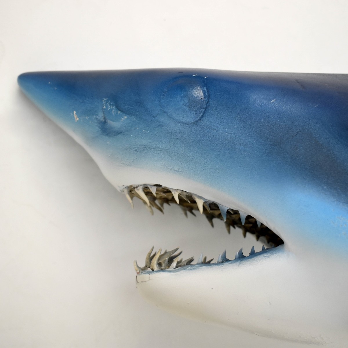 Mako Shark Taxidermy Mount