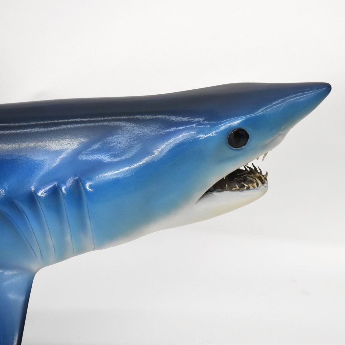 Mako Shark Taxidermy Mount