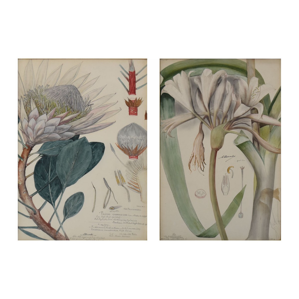 Botanical Hand Colored Engravings of Plants
