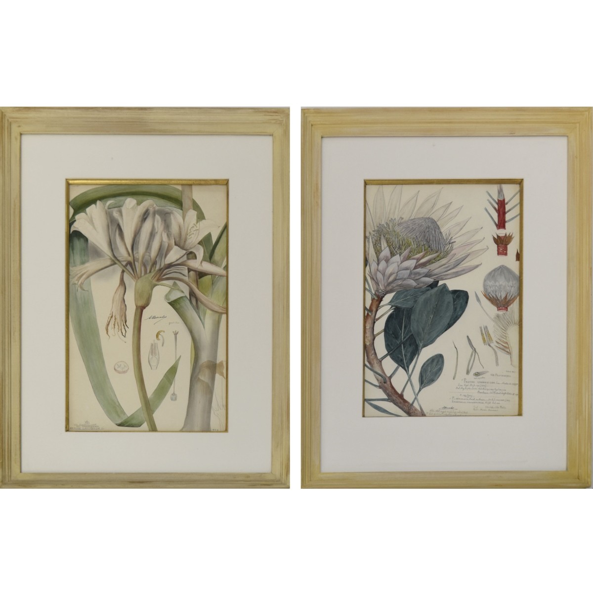 Botanical Hand Colored Engravings of Plants