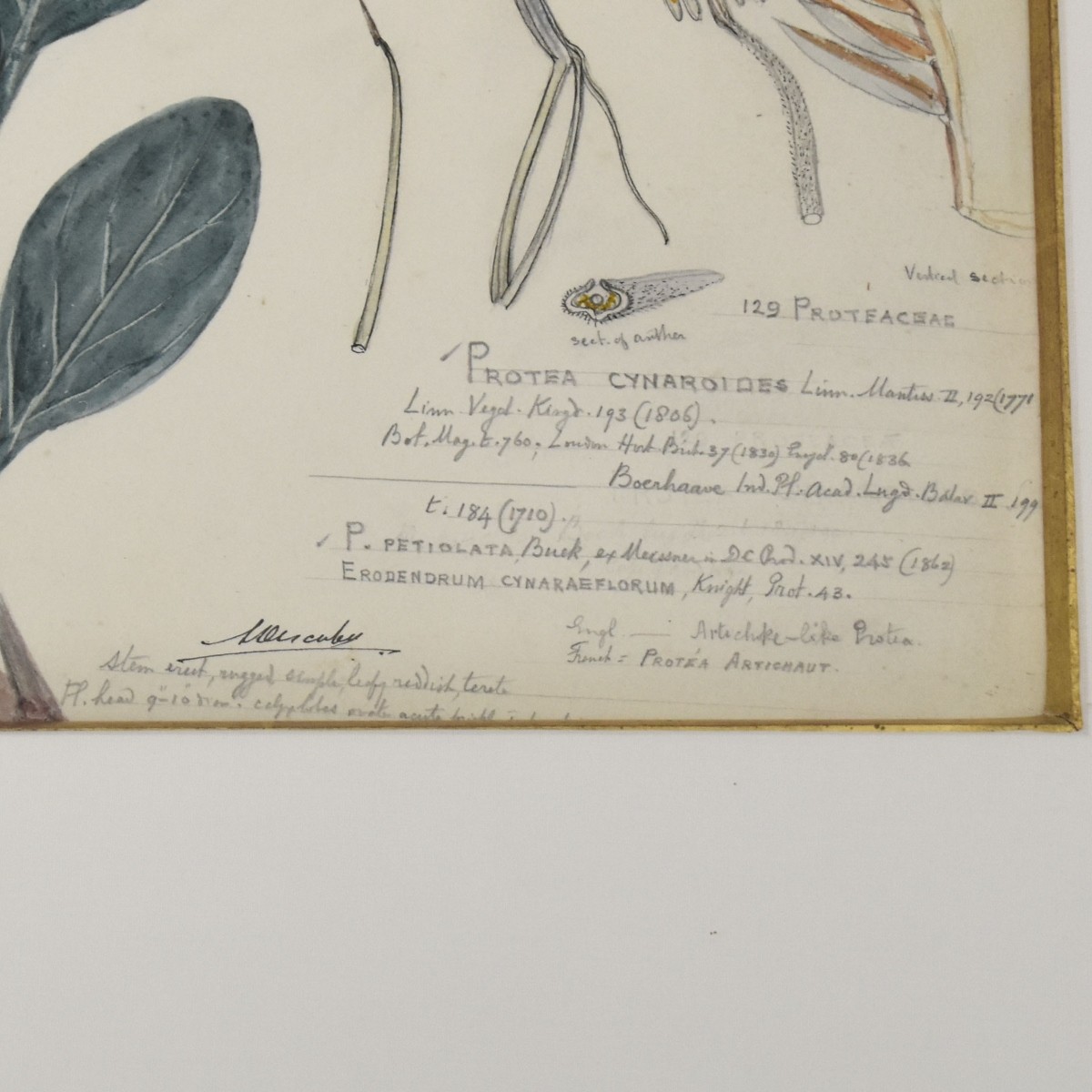 Botanical Hand Colored Engravings of Plants