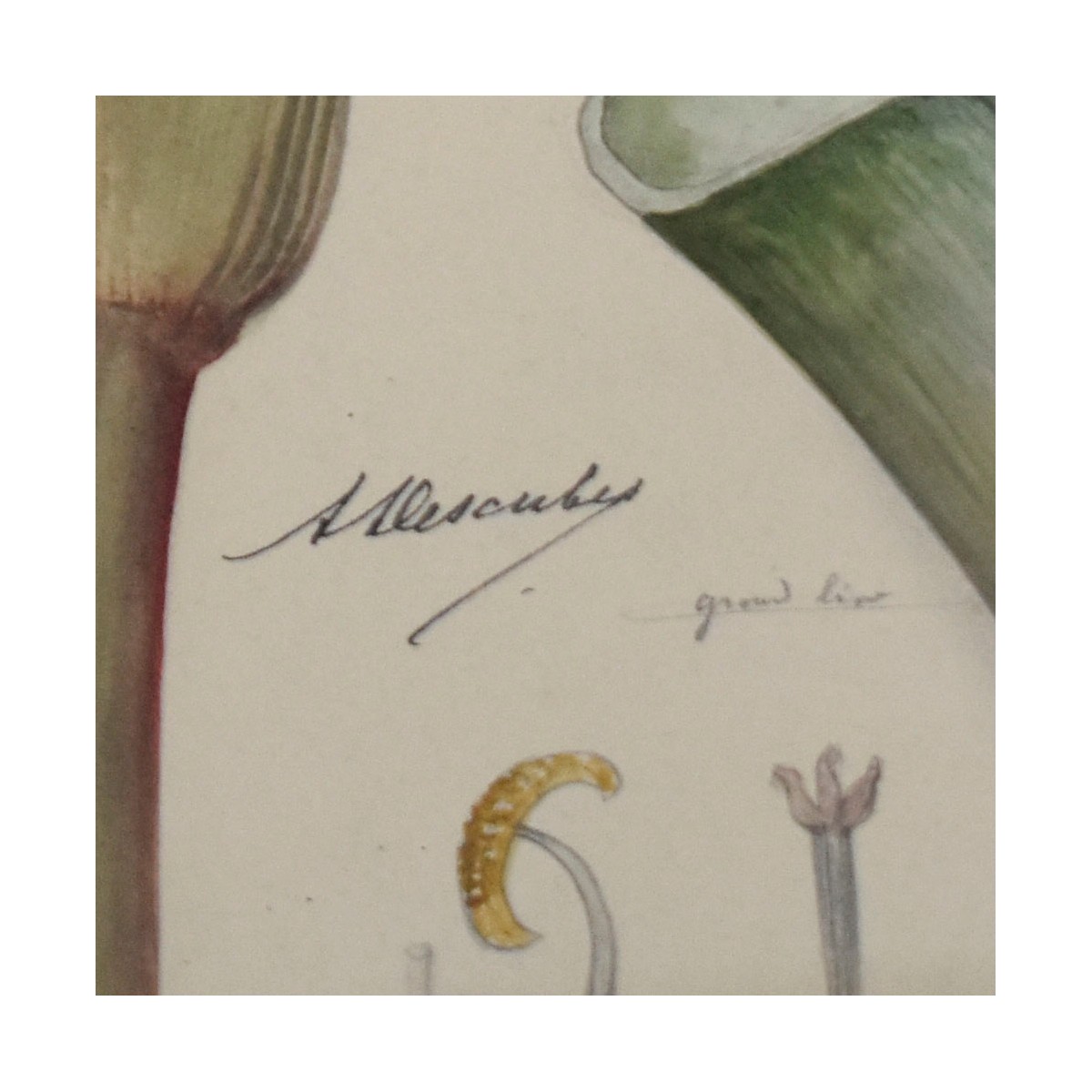 Botanical Hand Colored Engravings of Plants