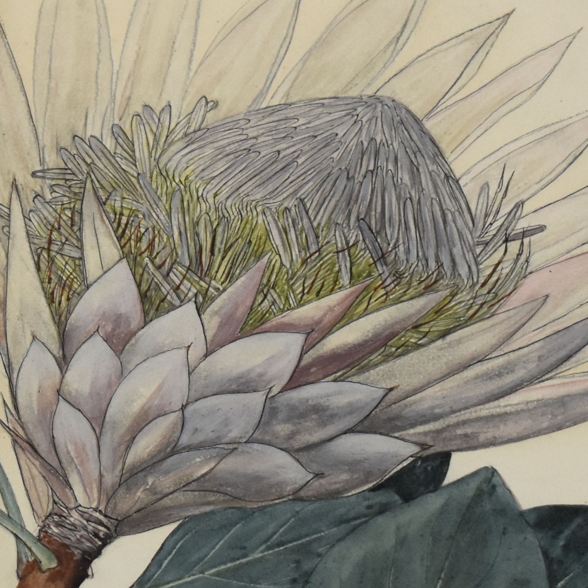 Botanical Hand Colored Engravings of Plants