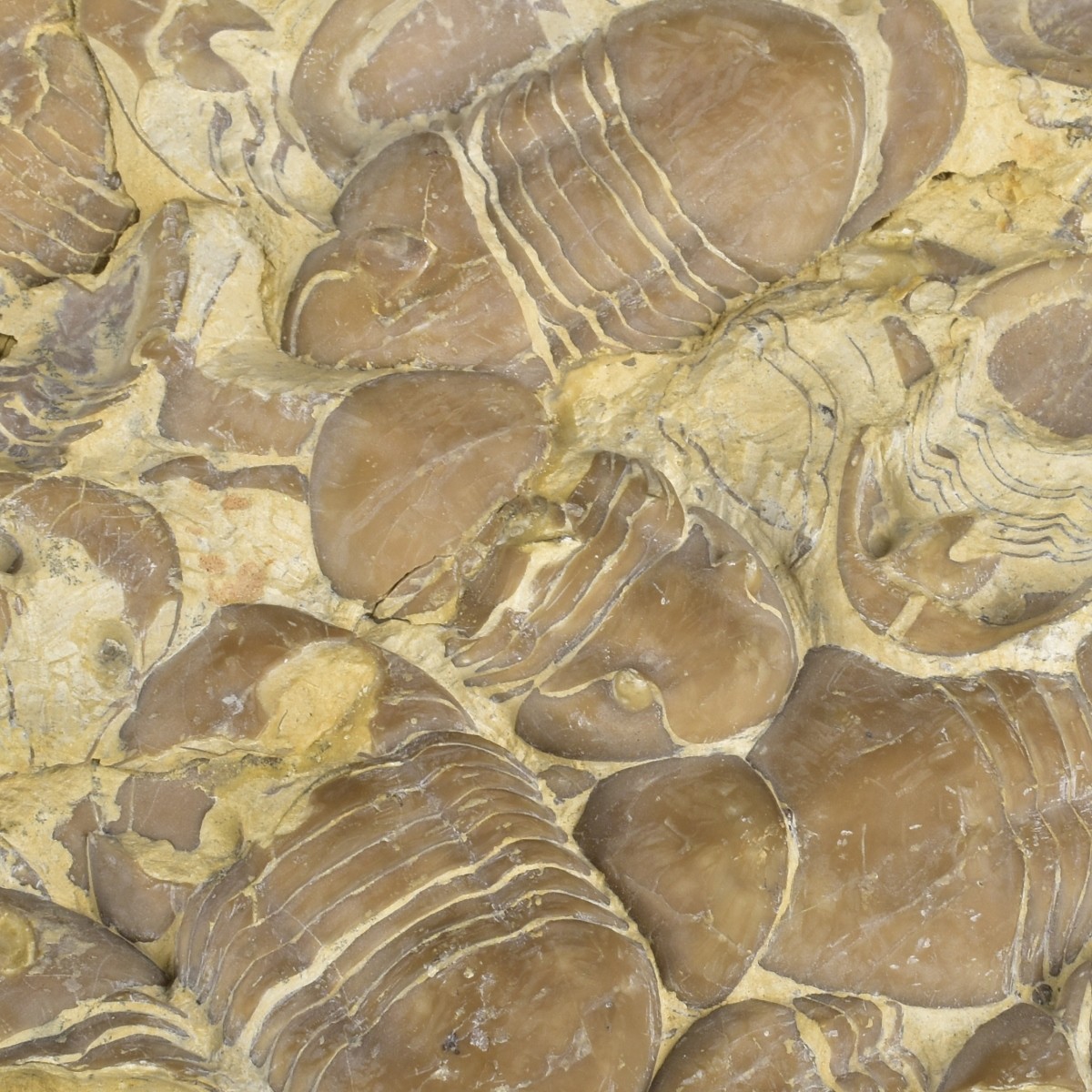 Prehistoric Fossils