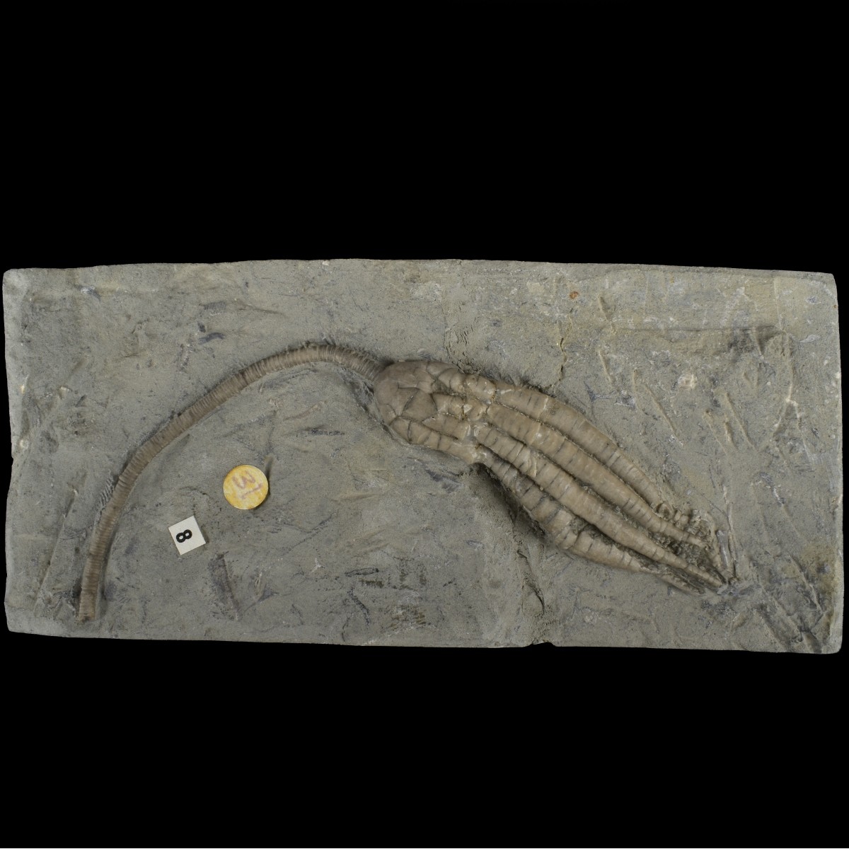 Prehistoric Fossils