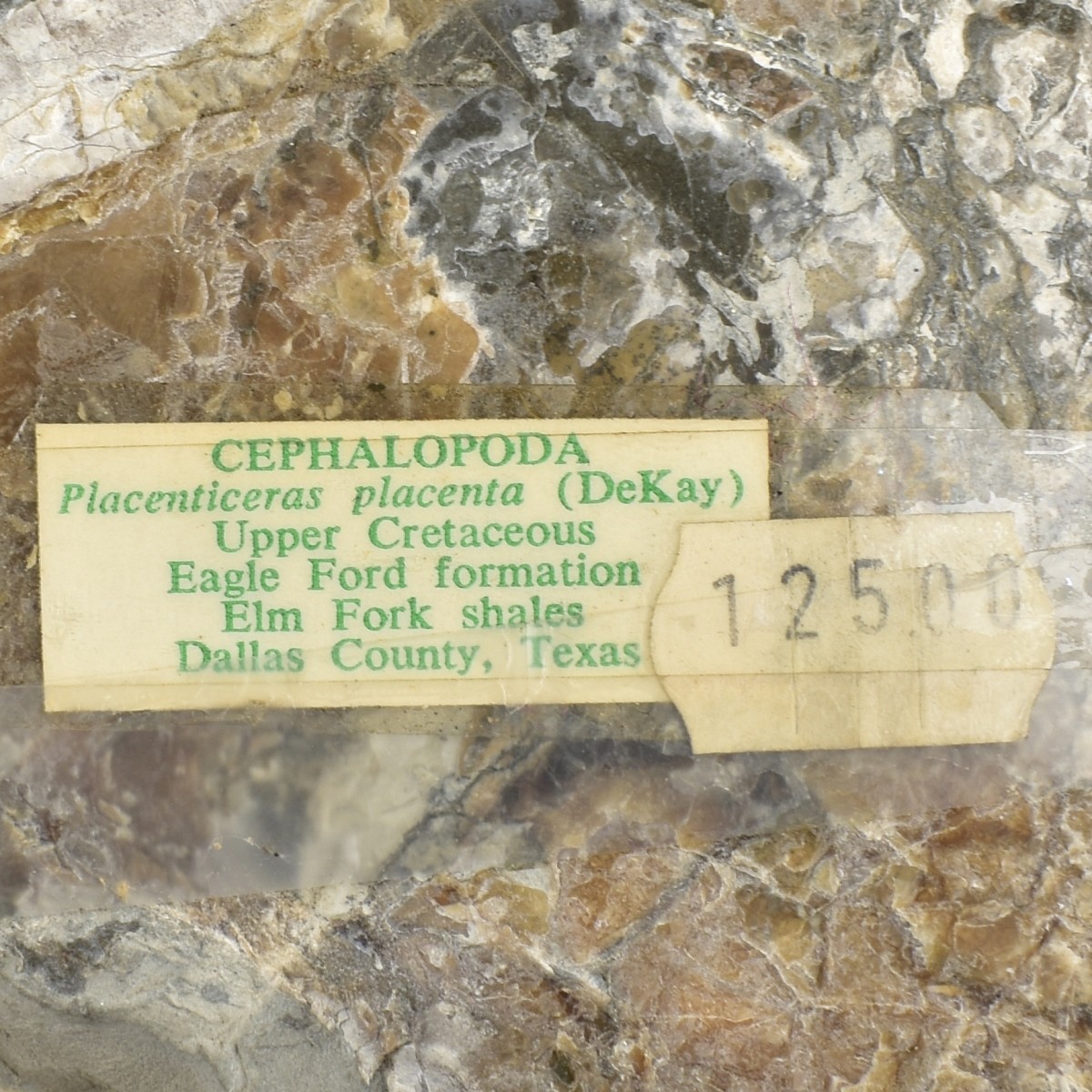 Prehistoric Fossils