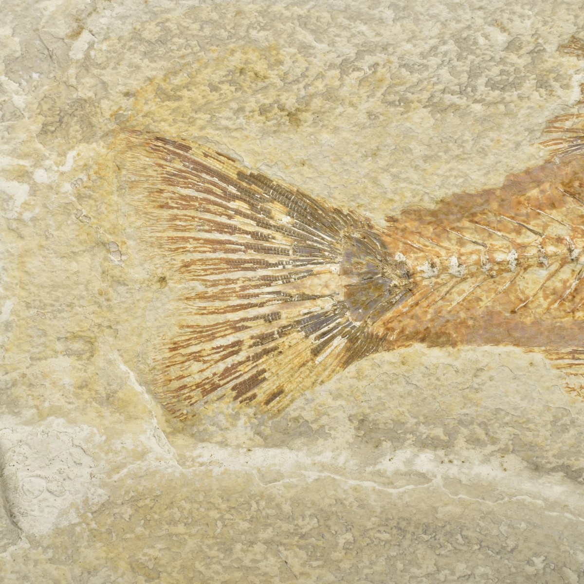 Fossilized Fish