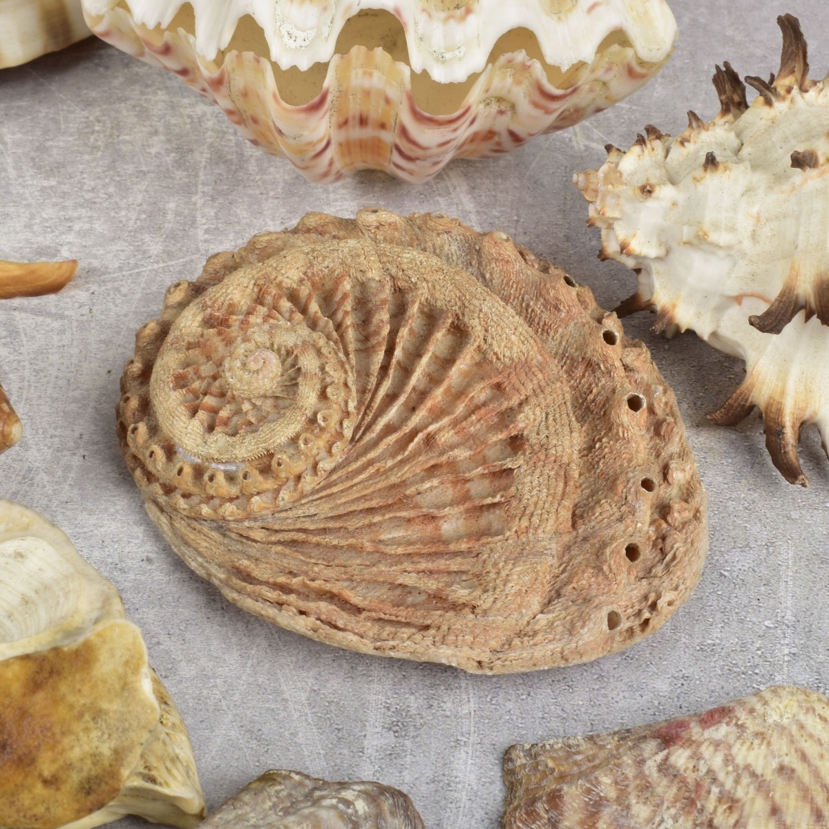 Collection of Natural Sea Shells