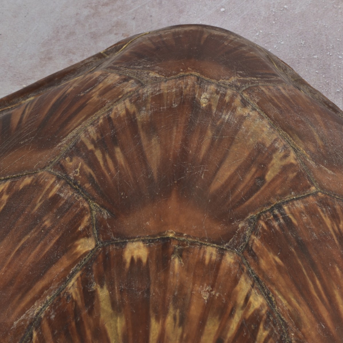Natural Carapace Shell