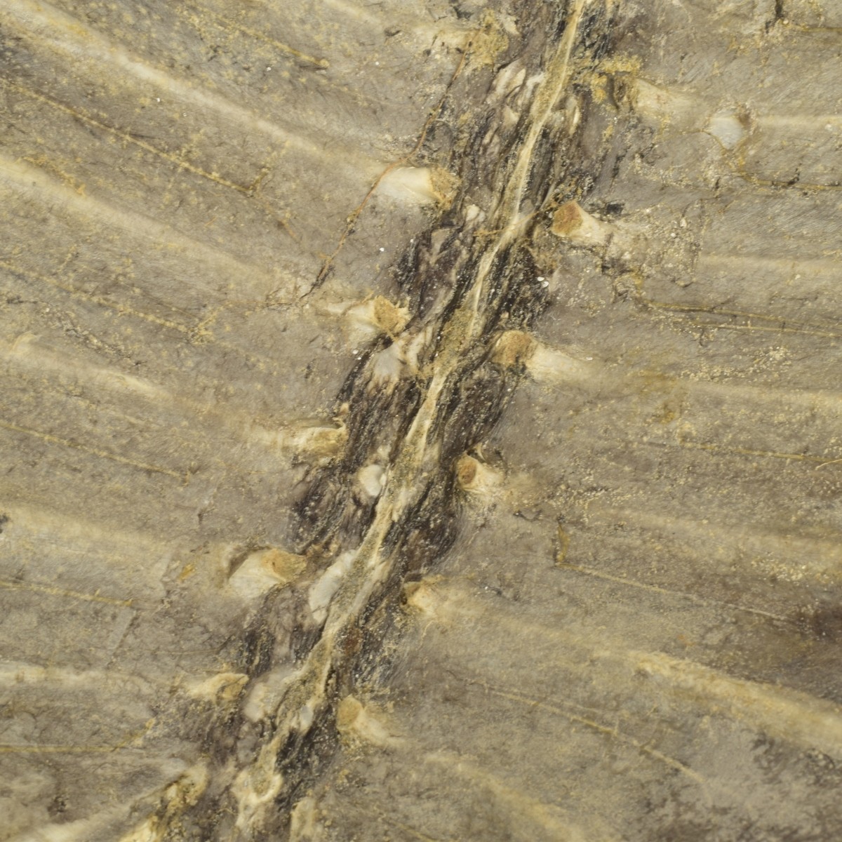 Natural Carapace Shell