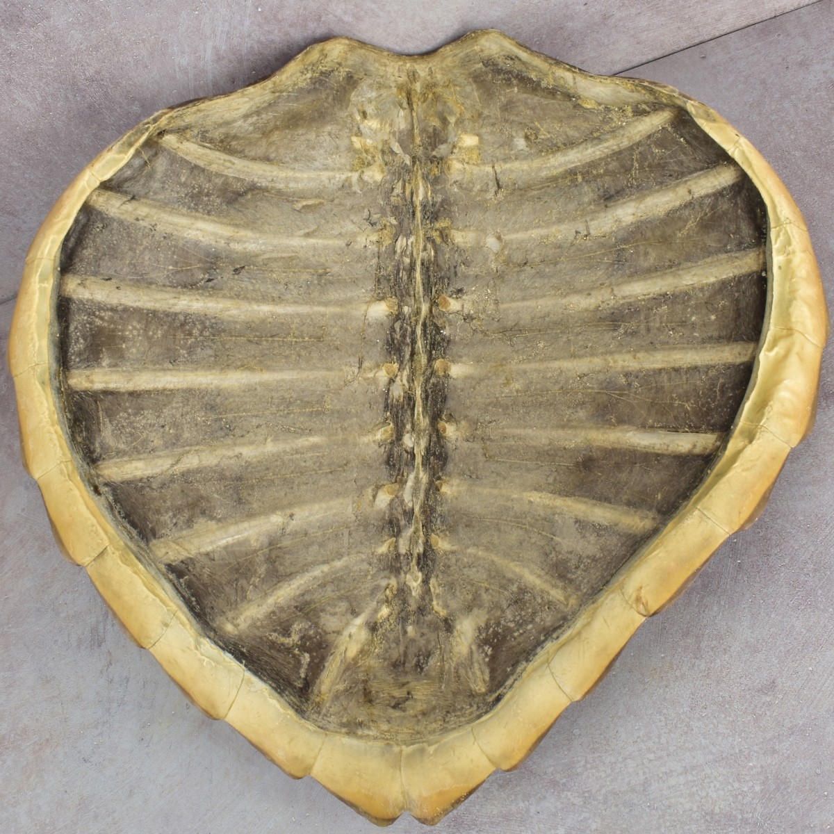 Natural Carapace Shell