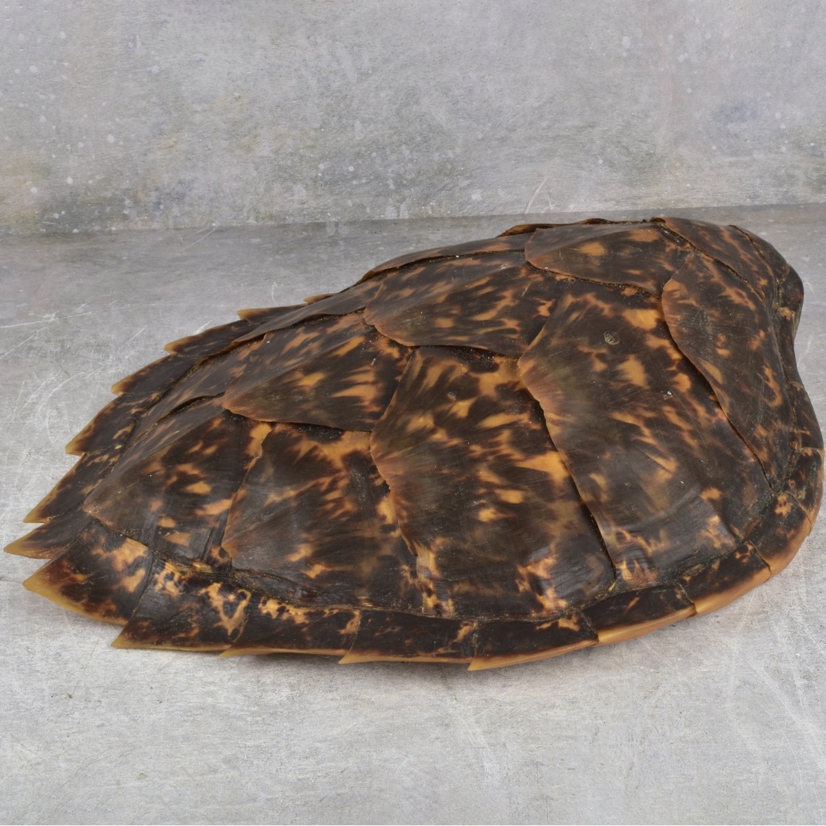 Natural Carapace Shell