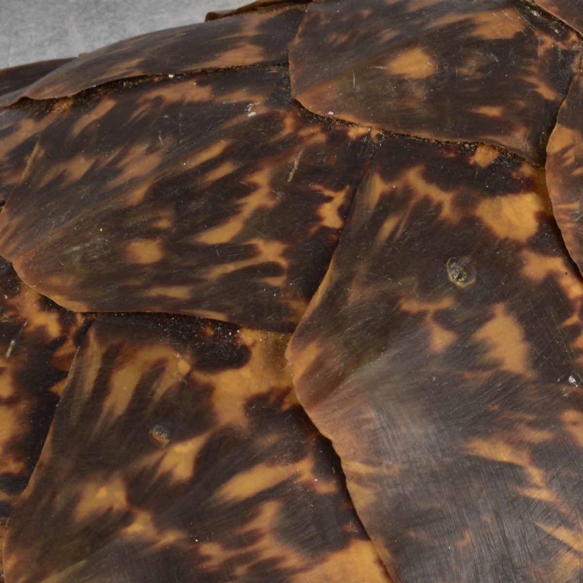 Natural Carapace Shell