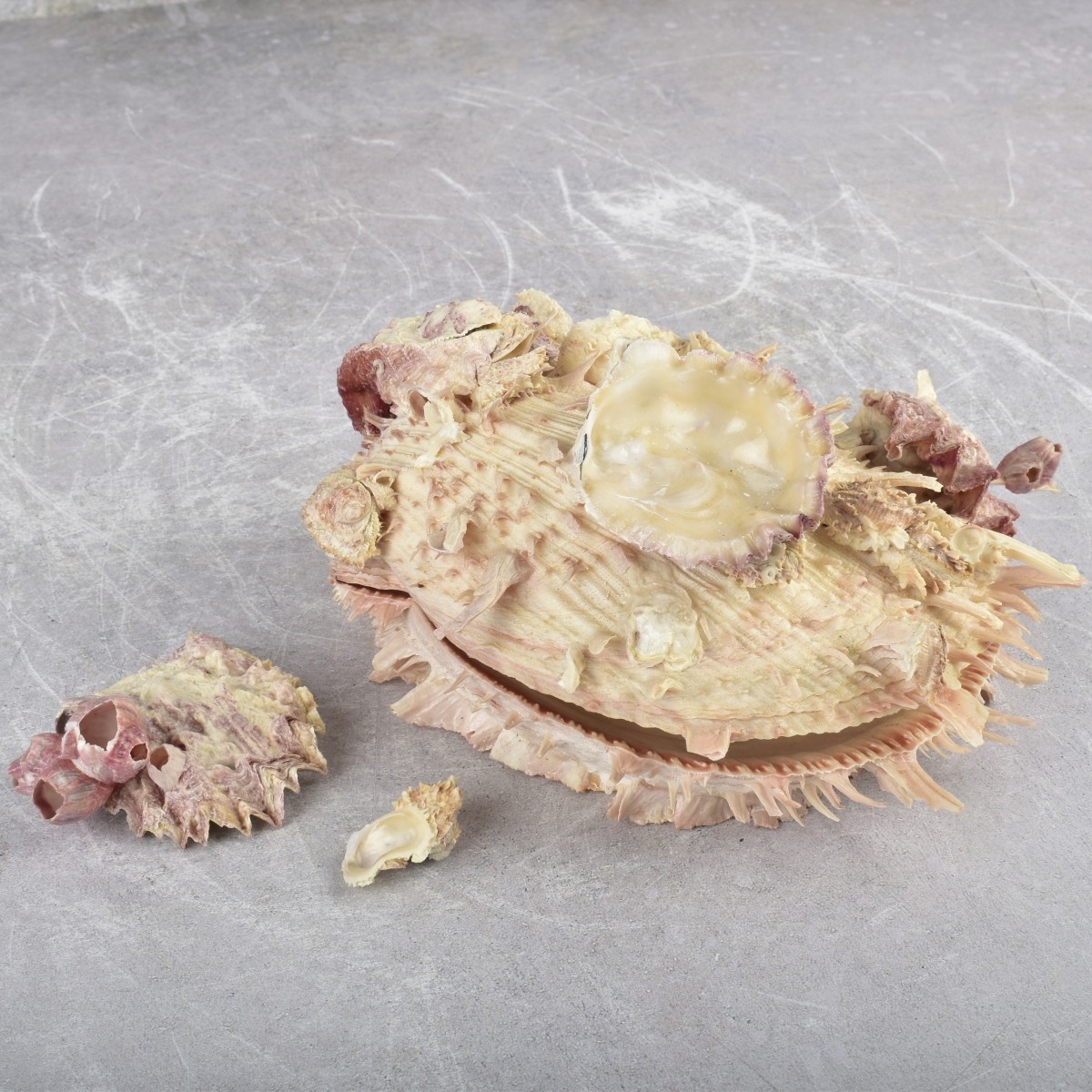 Spiky Oyster Shell and Barnacles