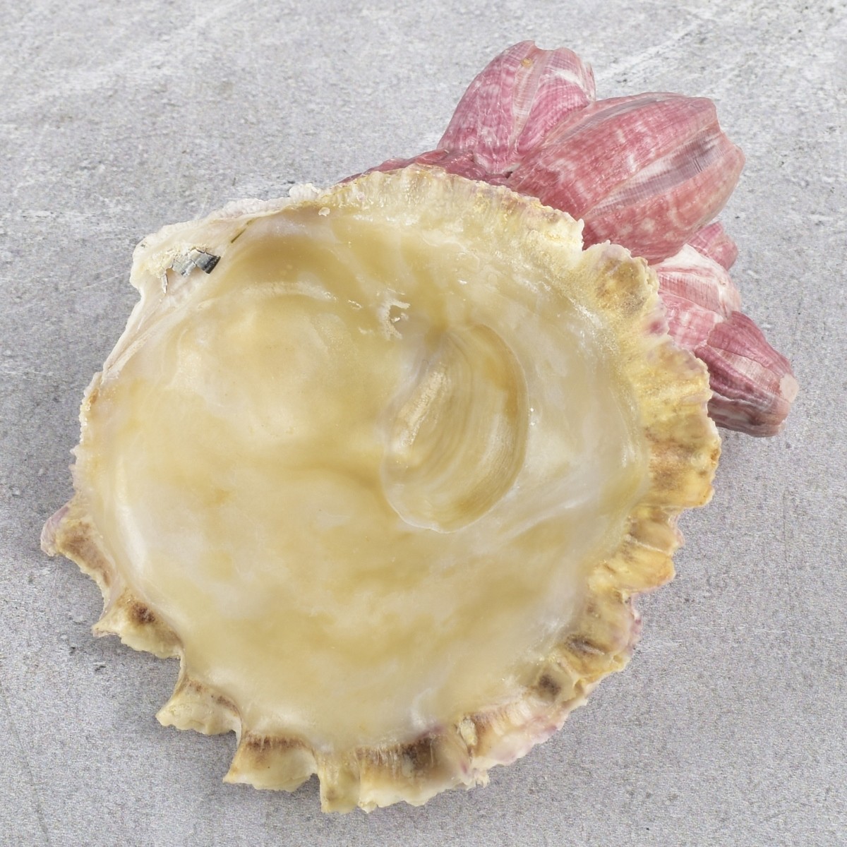 Spiky Oyster Shell and Barnacles