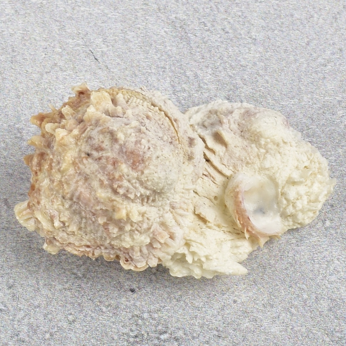 Spiky Oyster Shell and Barnacles