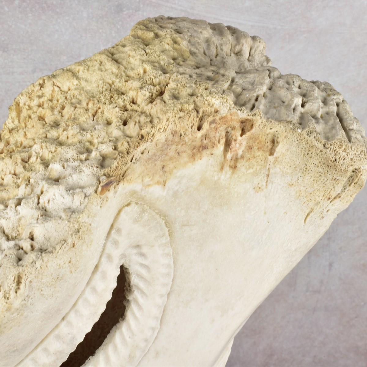 Exceptionally Large Carved Bone Figure