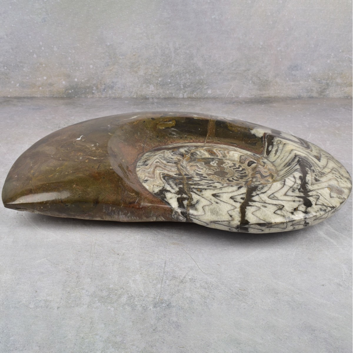 Carved Nautilus Ammonite Fossil Stone