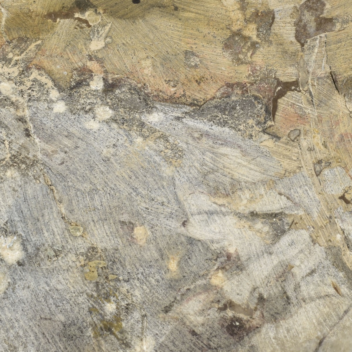 Carved Nautilus Ammonite Fossil Stone