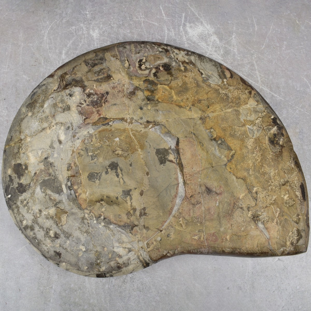 Carved Nautilus Ammonite Fossil Stone