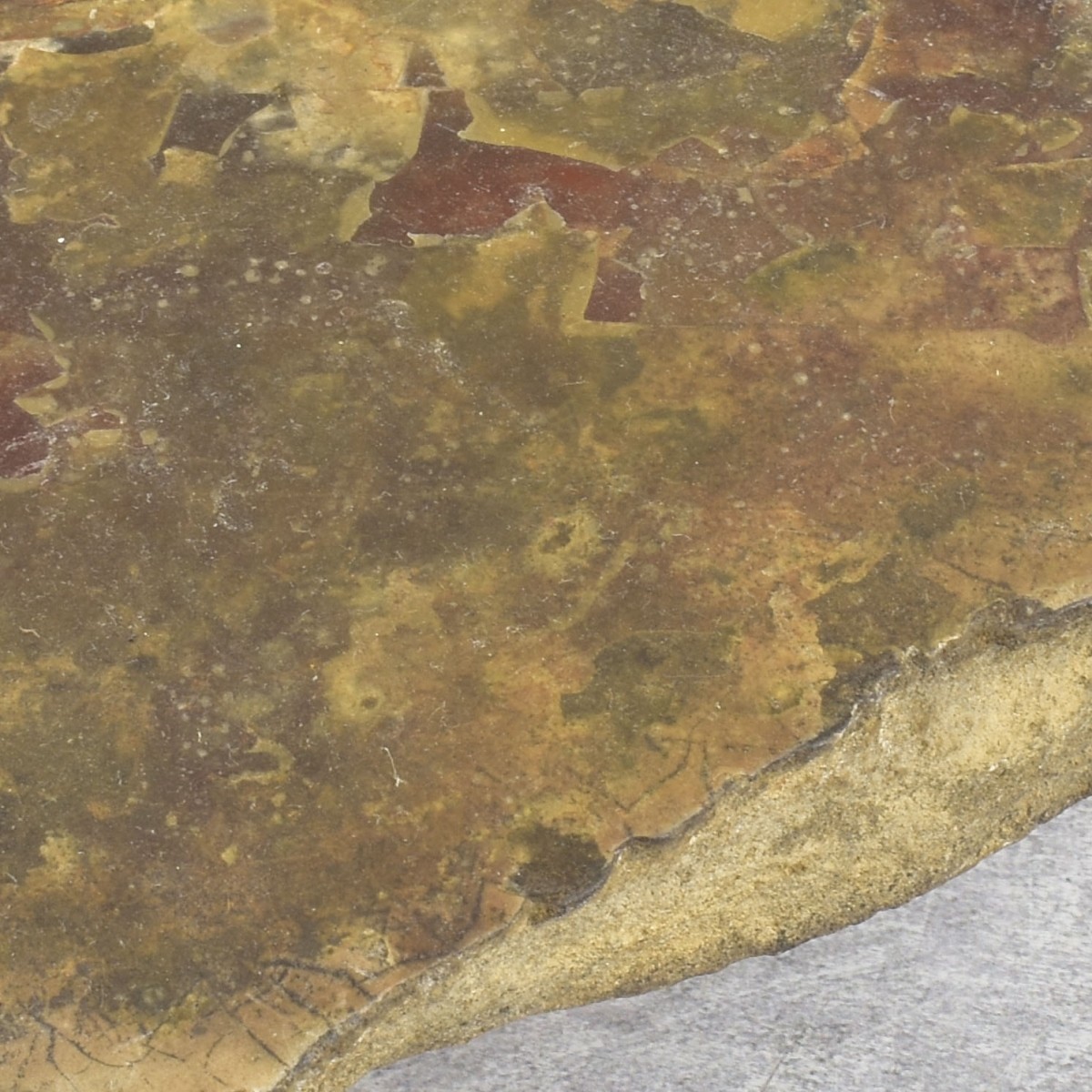 Carved Nautilus Ammonite Fossil Stone