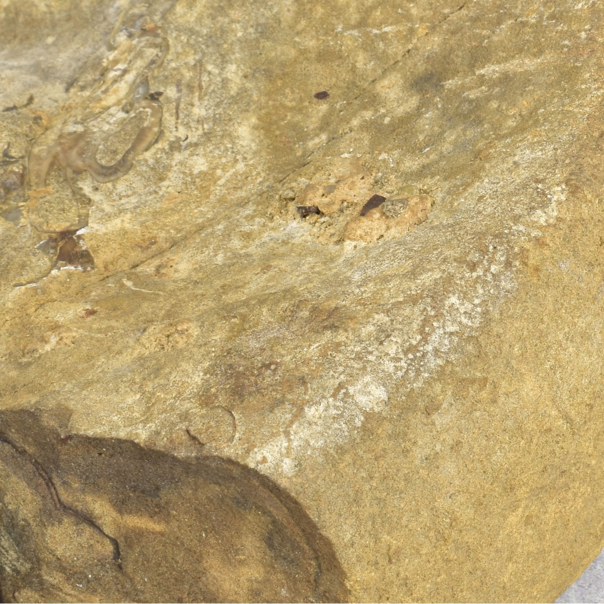 Carved Nautilus Ammonite Fossil Stone