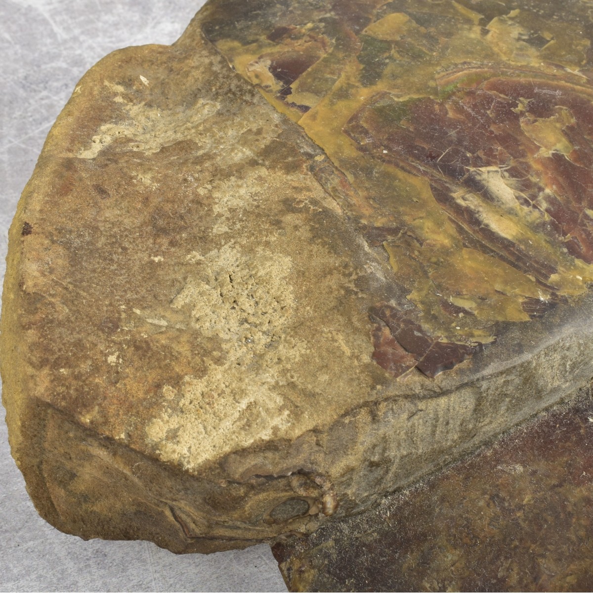 Carved Nautilus Ammonite Fossil Stone