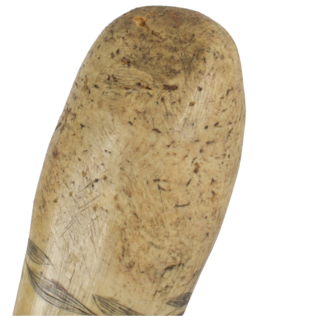 Oosik Walrus Penile Bone Club