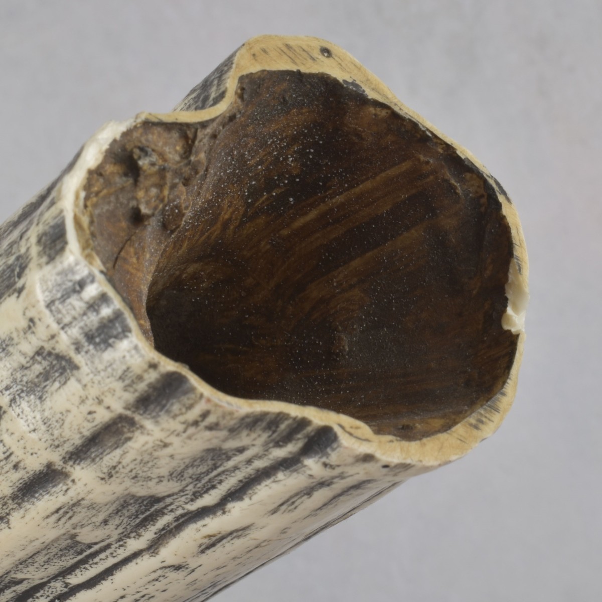 Carved Scrimshaw