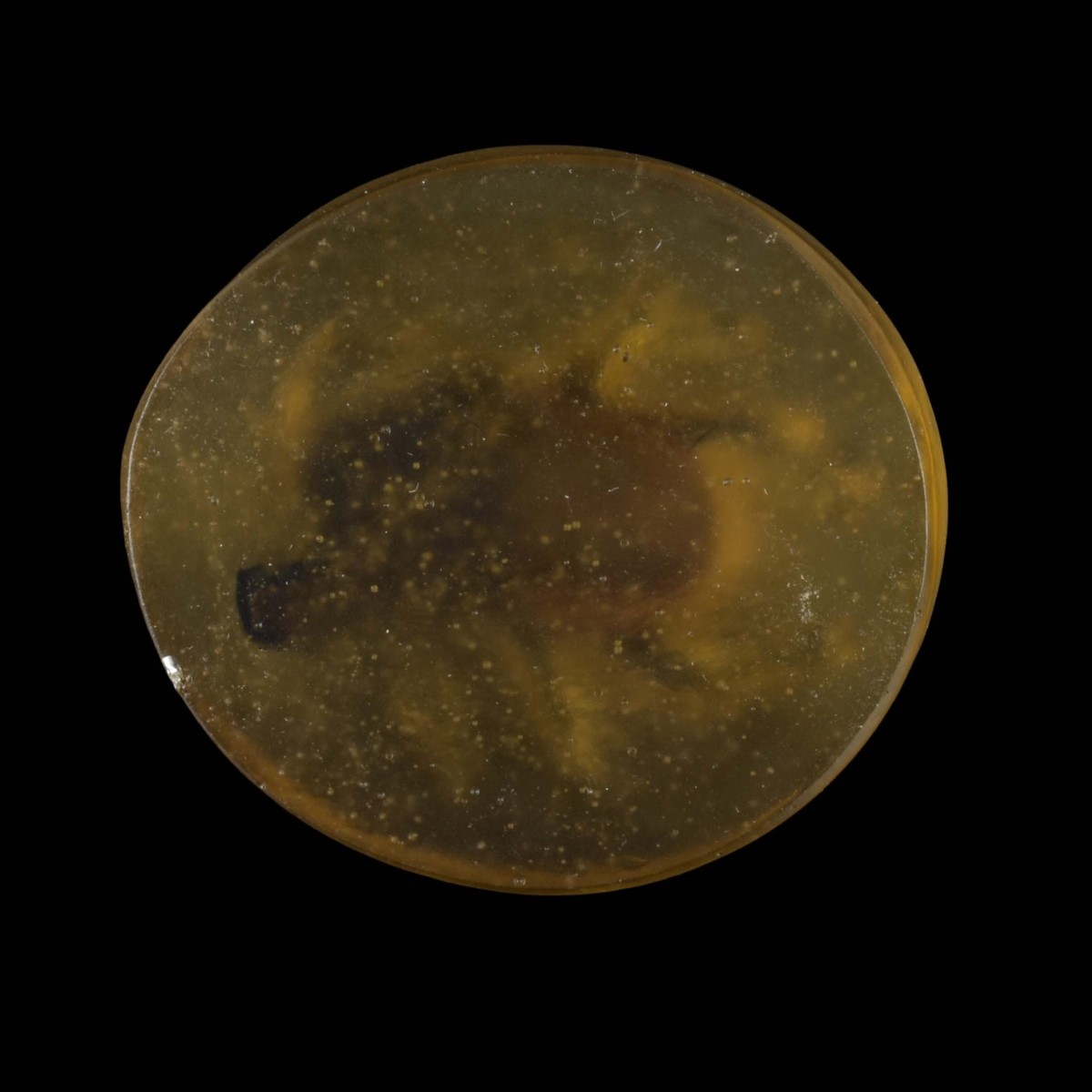 Amalric Water Pate de Verre Scarab