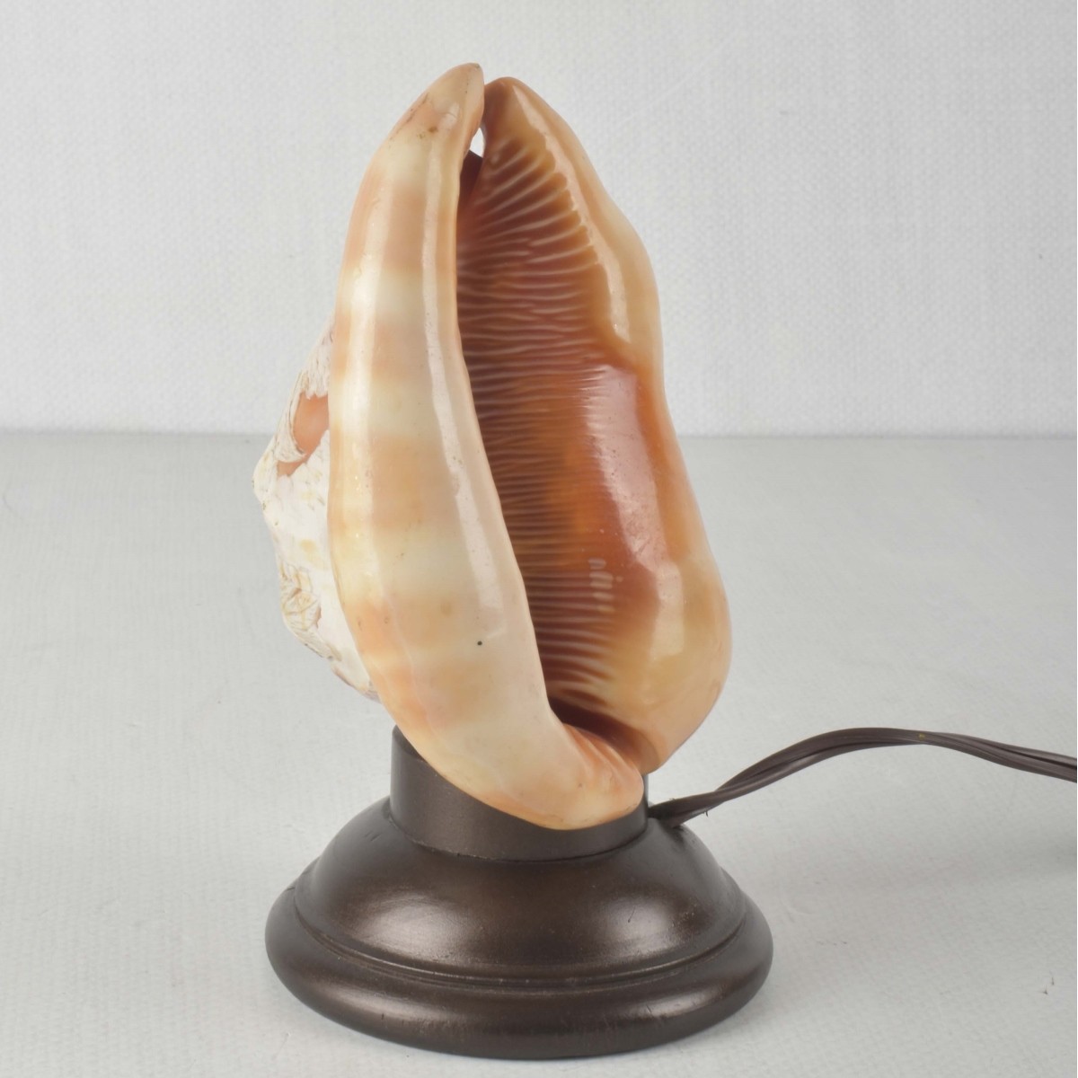 Vintage Carved Conch Shell Night Light