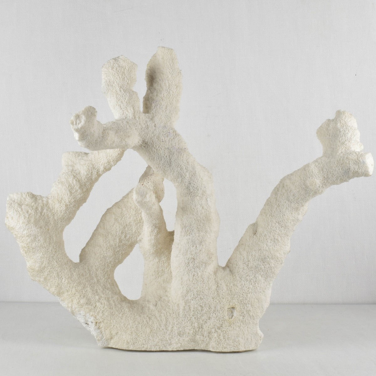 Large Natural White Sea Coral
