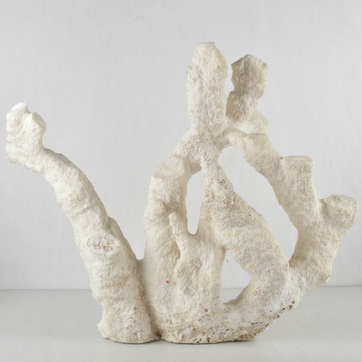 Large Natural White Sea Coral
