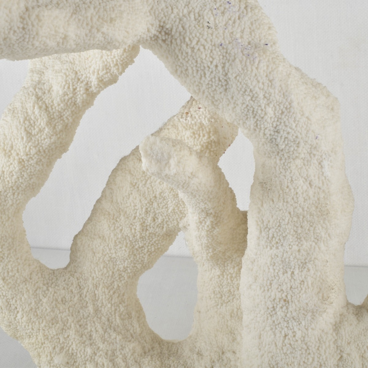 Large Natural White Sea Coral