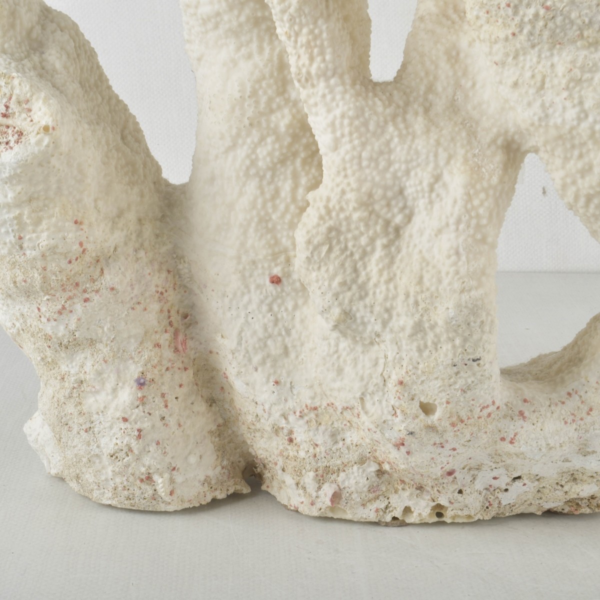 Large Natural White Sea Coral