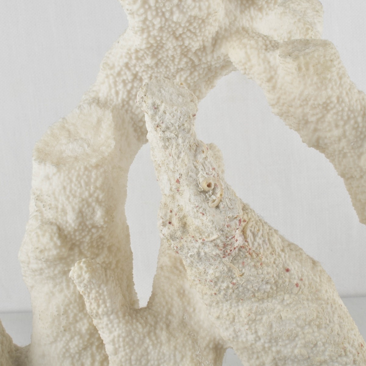 Large Natural White Sea Coral