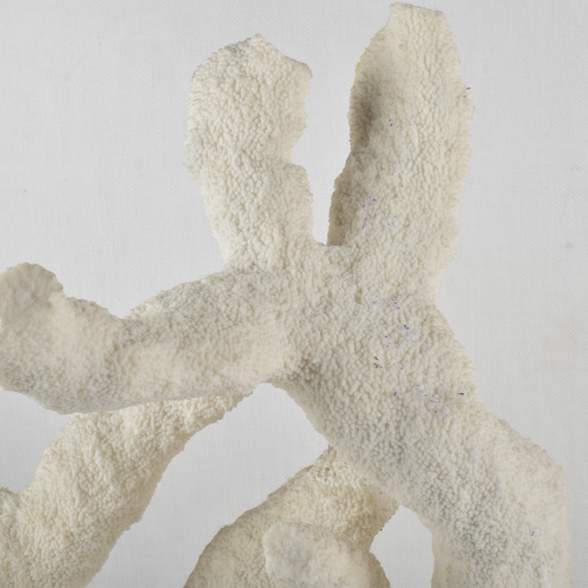 Large Natural White Sea Coral