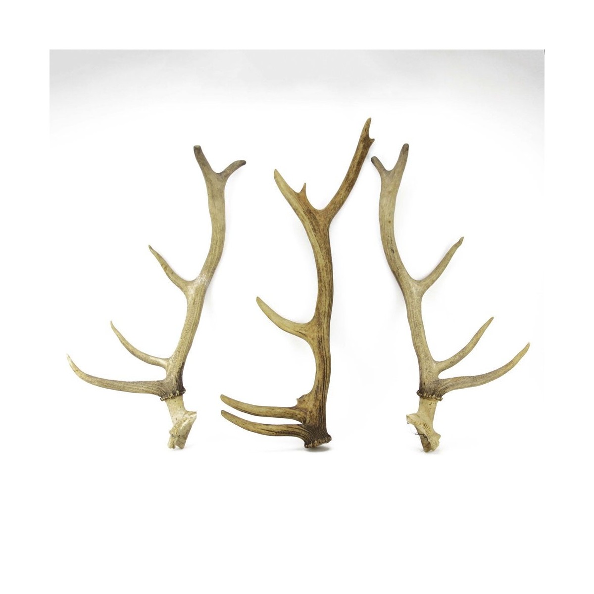 Large Isolated Deer Antlers
