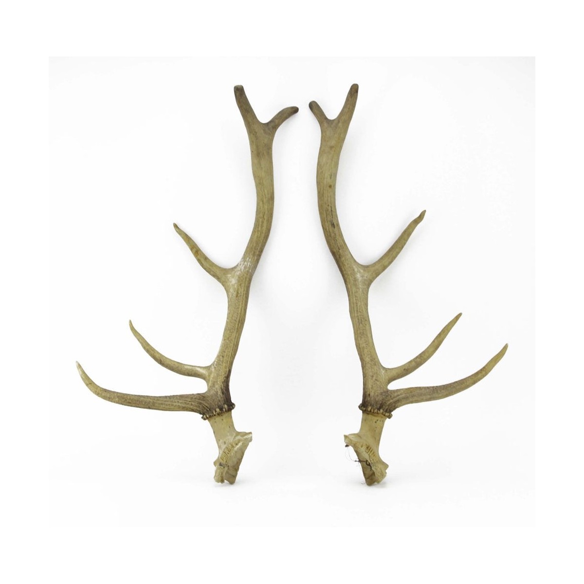 Large Isolated Deer Antlers