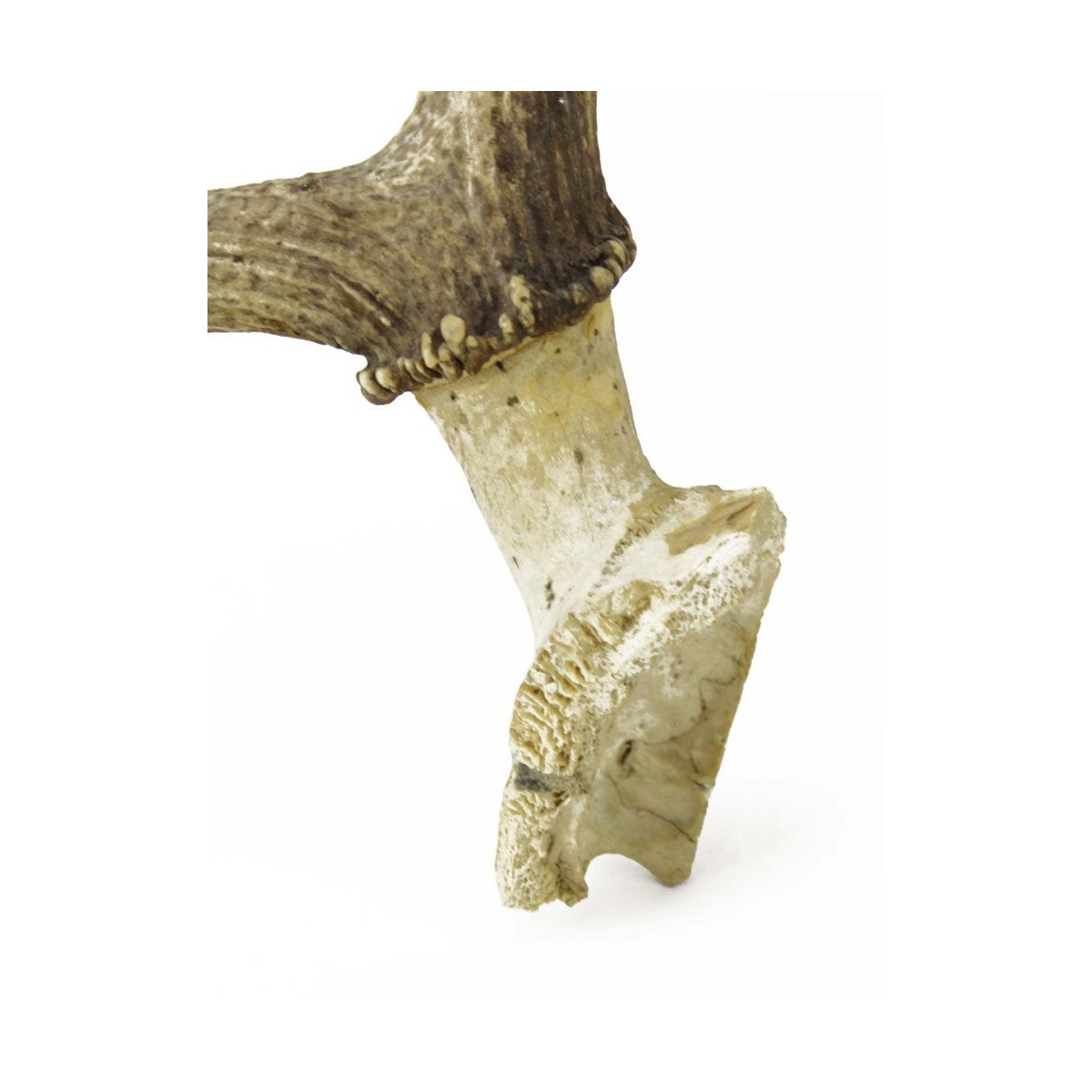 Large Isolated Deer Antlers