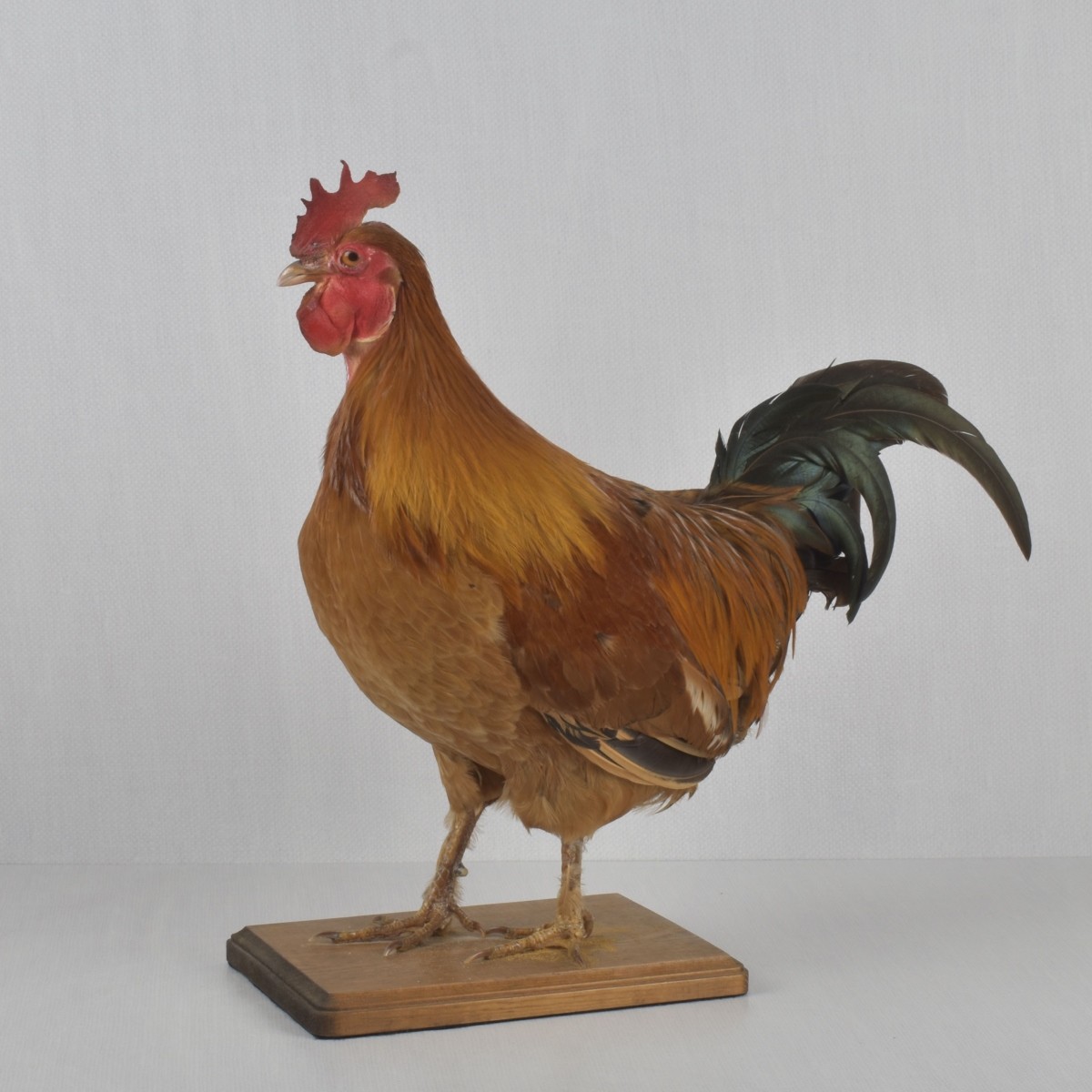 Taxidermy Mounted Rooster