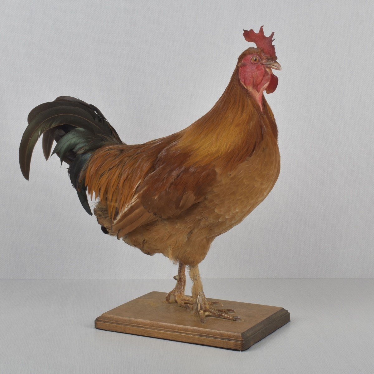 Taxidermy Mounted Rooster
