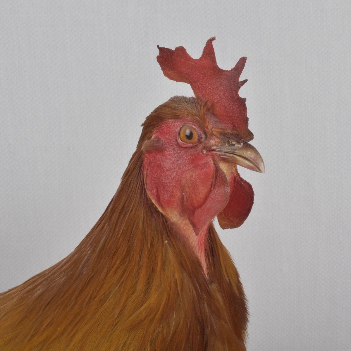 Taxidermy Mounted Rooster