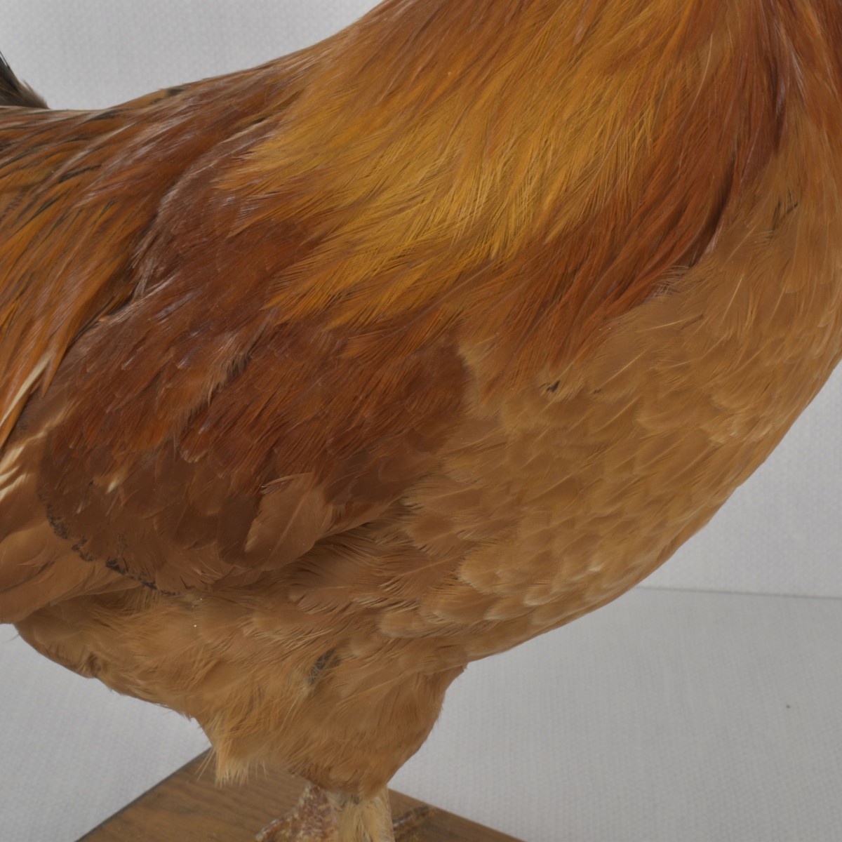 Taxidermy Mounted Rooster
