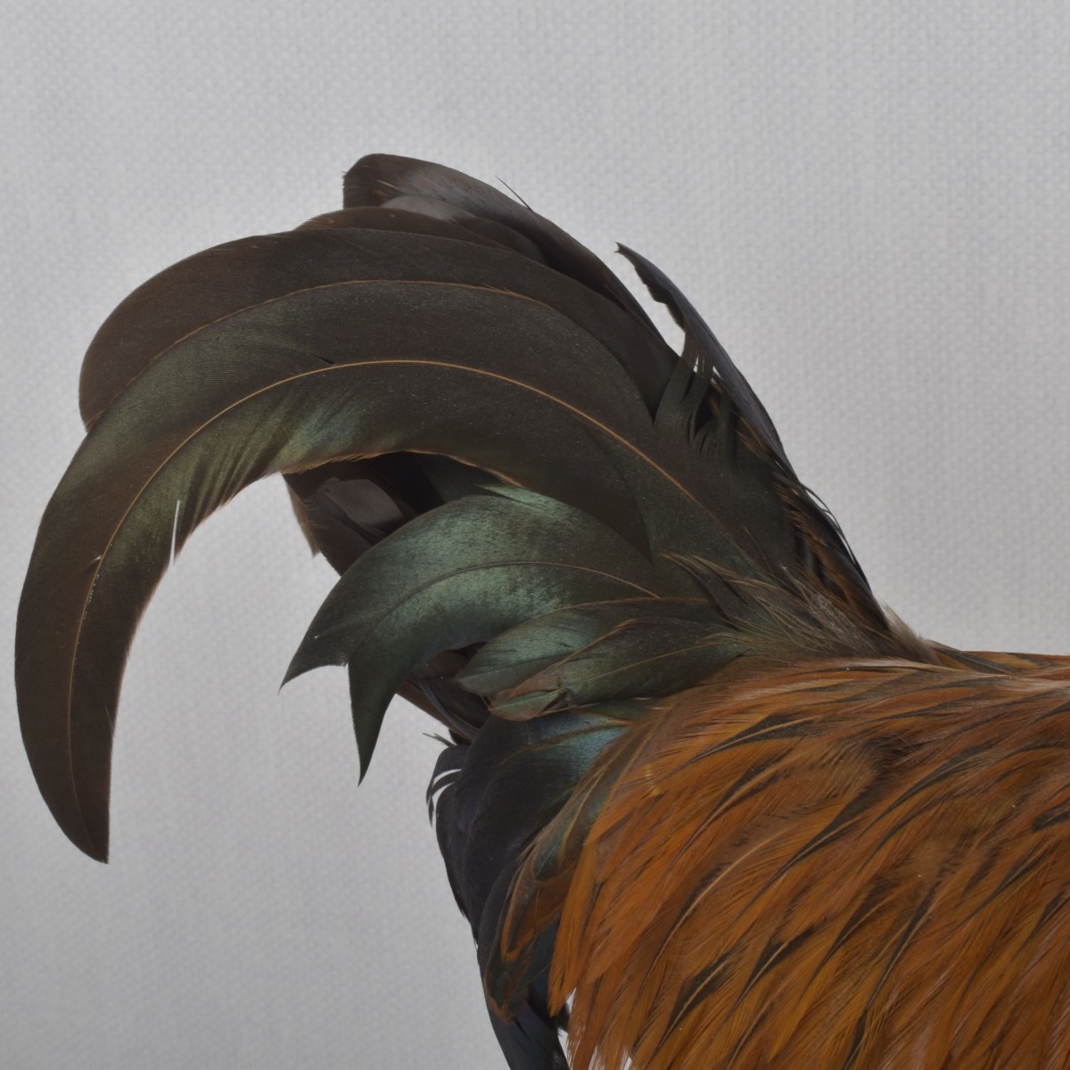Taxidermy Mounted Rooster